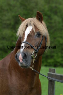 carolinasfoxglove_7231.jpg