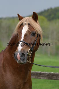 carolinasfoxglove_7233.jpg