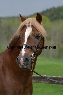 carolinasfoxglove_7234.jpg