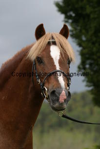 carolinasfoxglove_7239.jpg