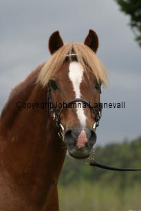 carolinasfoxglove_7241.jpg