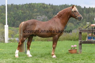 carolinasfoxglove_7248.jpg