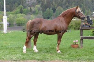 carolinasfoxglove_7249.jpg