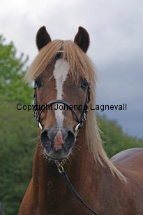 carolinasfoxglove_7259_2.jpg