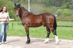 gwynfaesmanawyda_7098.jpg