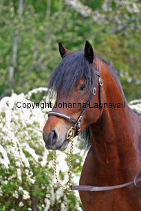 gwynfaesmanawyda_7100_2.jpg