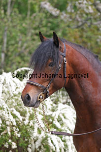 gwynfaesmanawyda_7101_2.jpg