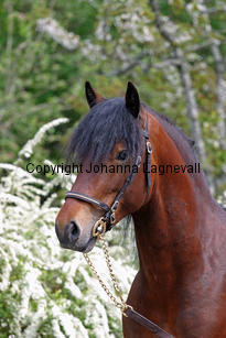 gwynfaesmanawyda_7102_2.jpg