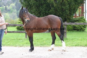 gwynfaesmanawyda_7159.jpg