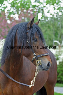 gwynfaesmanawyda_7164_2.jpg