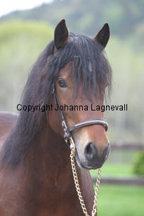 gwynfaesmanawyda_7170.jpg