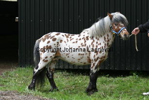 lilleman_7208.jpg