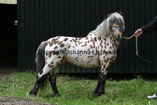 lilleman_7209.jpg