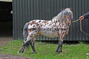 lilleman_7210_2.jpg