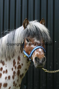 lilleman_7213.jpg