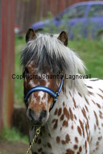 lilleman_7215.jpg