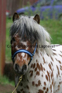 lilleman_7216.jpg