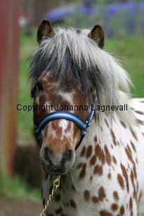 lilleman_7217.jpg