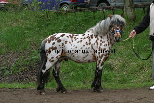 lilleman_7218.jpg