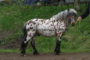 lilleman_7219.jpg
