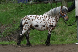 lilleman_7220.jpg