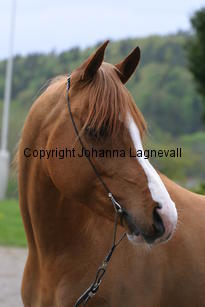 puccini_7272.jpg