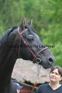 rexgotthard_7156.jpg
