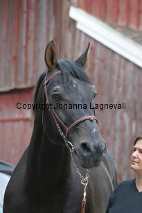 rexgotthard_7157.jpg
