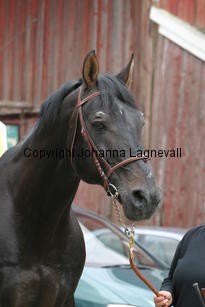 rexgotthard_7158.jpg