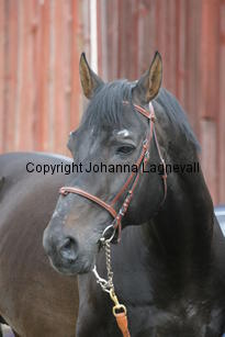 rexgotthard_7166.jpg