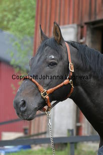 rexgotthard_7274.jpg