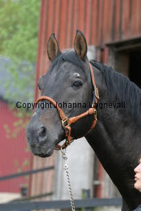 rexgotthard_7275.jpg