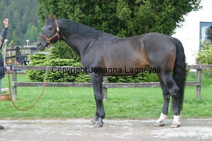 rexgotthard_7276.jpg