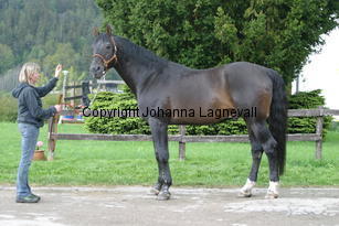 rexgotthard_7279.jpg