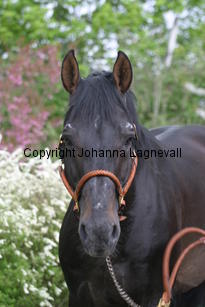 rexgotthard_7280.jpg