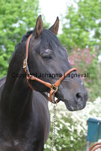 rexgotthard_7282.jpg