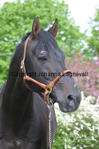 rexgotthard_7283.jpg