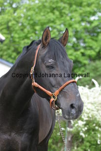 rexgotthard_7284.jpg