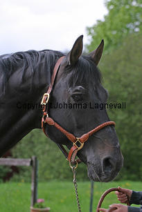 rexgotthard_7286_4.jpg