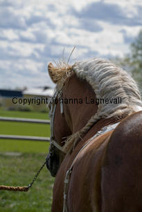 barry_0056-2.jpg