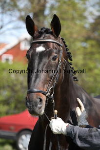 pommeroyal_9897.jpg