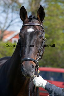 pommeroyal_9899-2.jpg