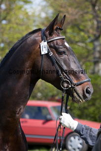 pommeroyal_9901-2.jpg