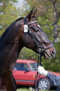 pommeroyal_9902-2.jpg