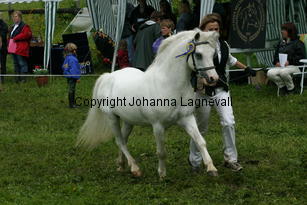 rhosaurrascal_187_8767.jpg
