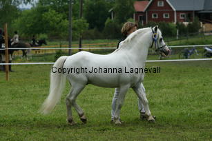 rhosaurrascal_187_8772.jpg