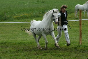 rhosaurrascal_187_8779.jpg
