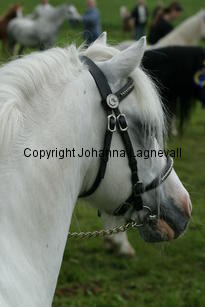 rhosaurrascal_187_8785.jpg