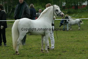 rhosaurrascal_187_8790.jpg