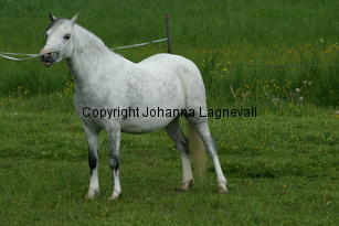 verdrefawrmarolyn_187_8787.jpg